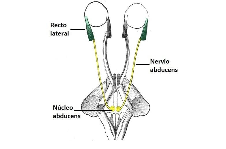 Esquema del curso anatómico del nervio abducens