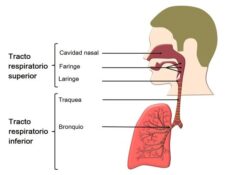 Histología del tracto respiratorio superior
