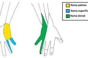Inervación cutanea del nervio cubital
