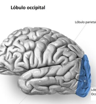 Lóbulo occipital