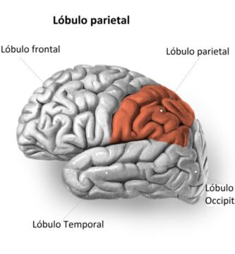Lóbulo parietal