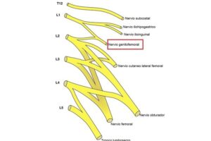 Nervio genitofemoral