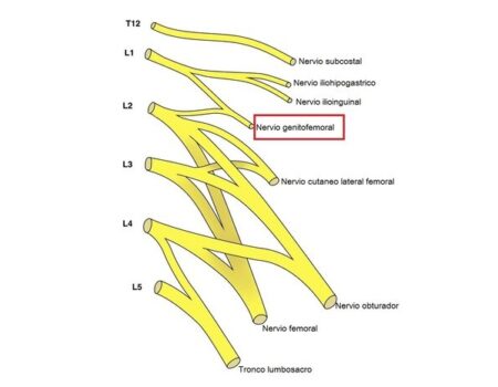 Nervio genitofemoral