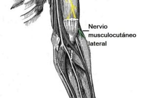 Nervio musculocutáneo