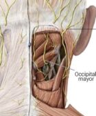 Nervio occipital mayor