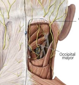 Nervio occipital mayor