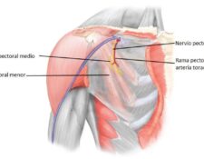 Nervio pectoral lateral
