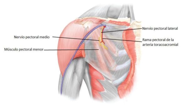 Nervio pectoral lateral