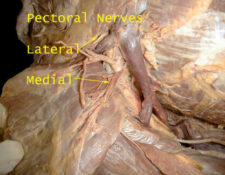 Nervio pectoral medio