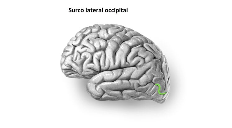 Lóbulo occipital