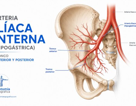 Arteria ilíaca interna (hipogástrica): tronco anterior y posterior