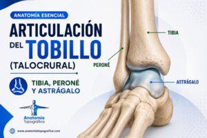 Articulación del tobillo (talocrural): tibia, peroné y astrágalo