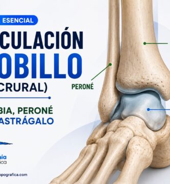 Articulación del tobillo (talocrural): tibia, peroné y astrágalo