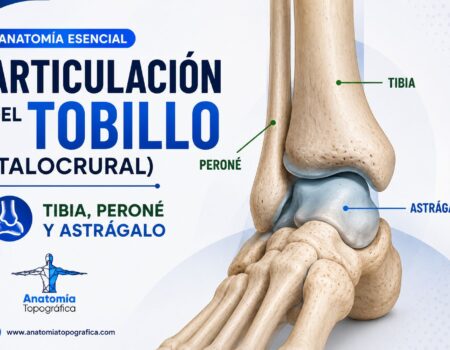 Articulación del tobillo (talocrural): tibia, peroné y astrágalo