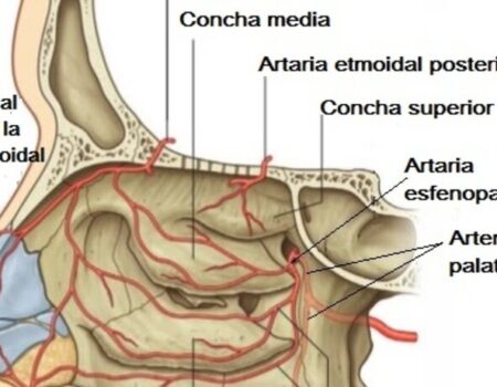 Arteria esfenopalatina
