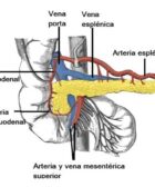 Arteria esplénica