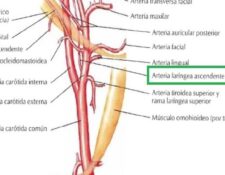 Arteria faríngea ascendente