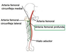 Arteria femoral profunda