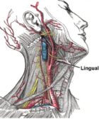 Arteria lingual