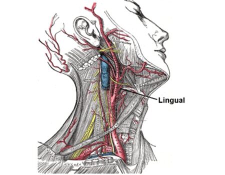 Arteria lingual