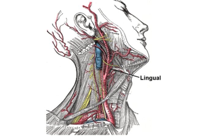 Arteria lingual (origen, ramas, irrigación, curso anatómico)