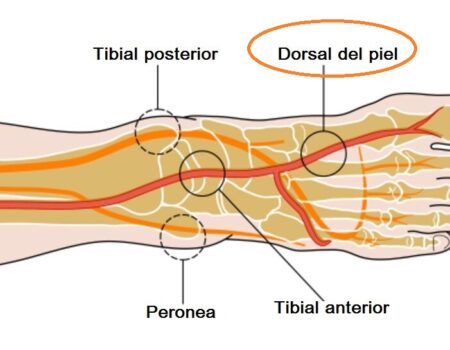 Arteria pedia
