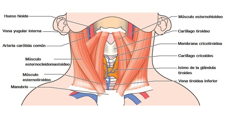 Arteria tiroidea inferior
