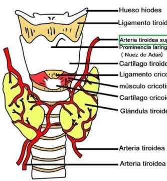 Arteria tiroidea superior