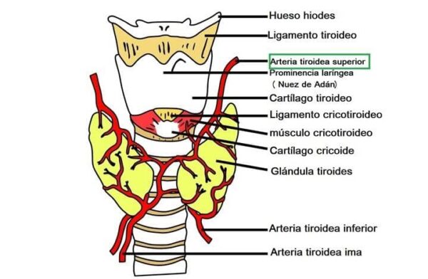 Arteria tiroidea superior