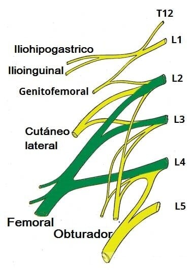 Derivación del nervio femoral del plexo lumbar.