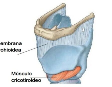Músculo cricotiroideo