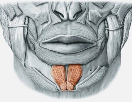 Músculos de la expresión facial Músculo mentoniano