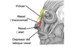 Músculo nasal
