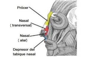 Músculo nasal