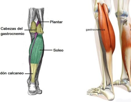 Músculo plantar