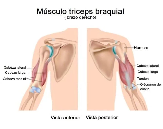 palpación de la cabeza lateral del tríceps