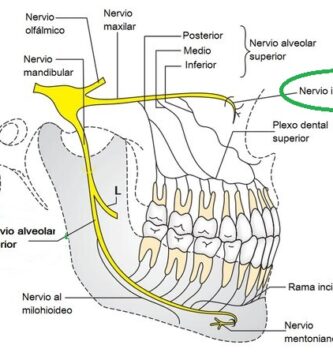 Nervio infraorbitario