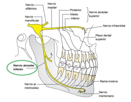 Nervio alveolar inferior