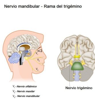 Nervio mandibular Nervio mandibular