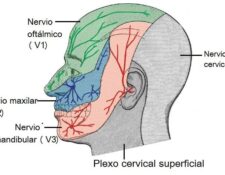 Nervio maxilar