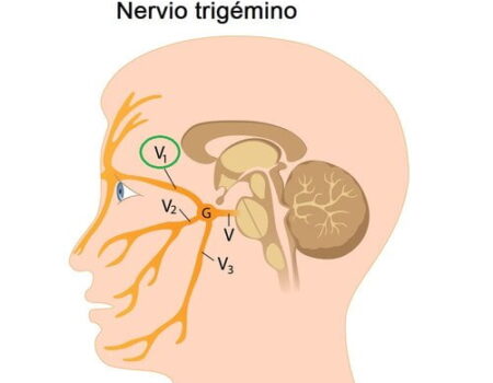 Nervios de la cabeza Nervio oftálmico
