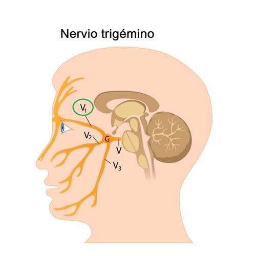 Nervio oftálmico
