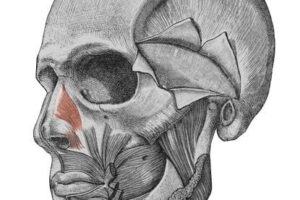 músculo nasal