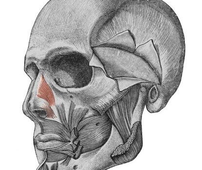 Músculos de la expresión facial músculo nasal