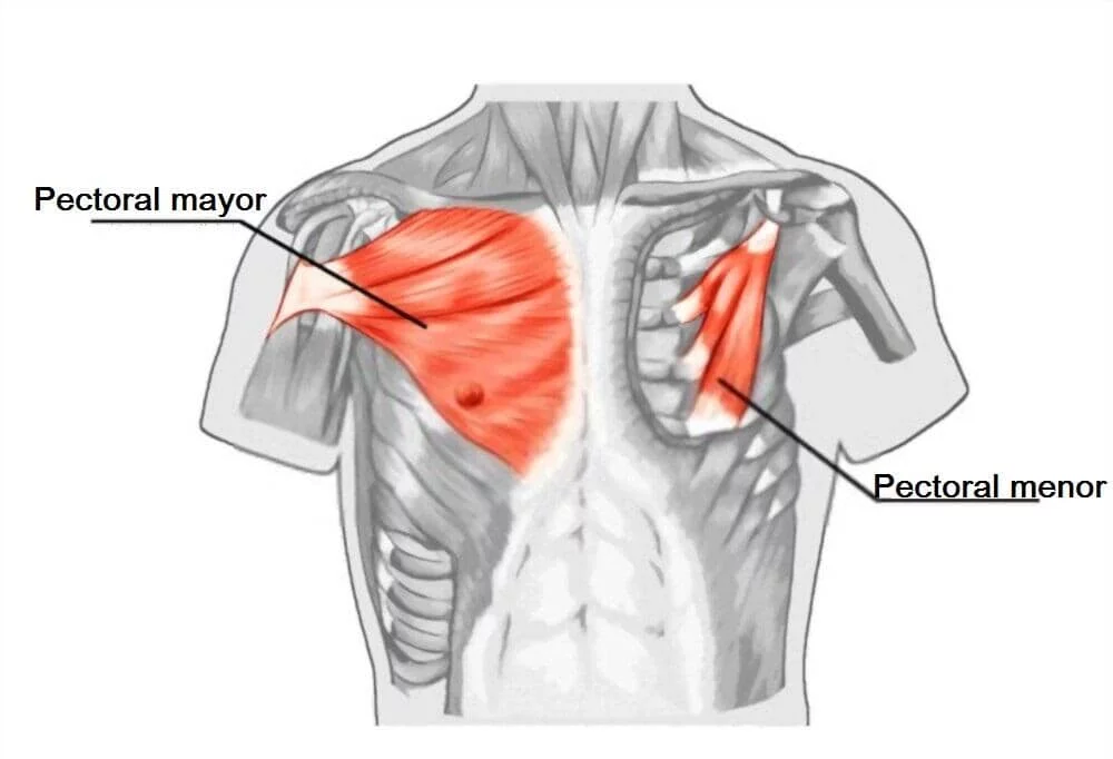 anatomia del musculo pectoral
