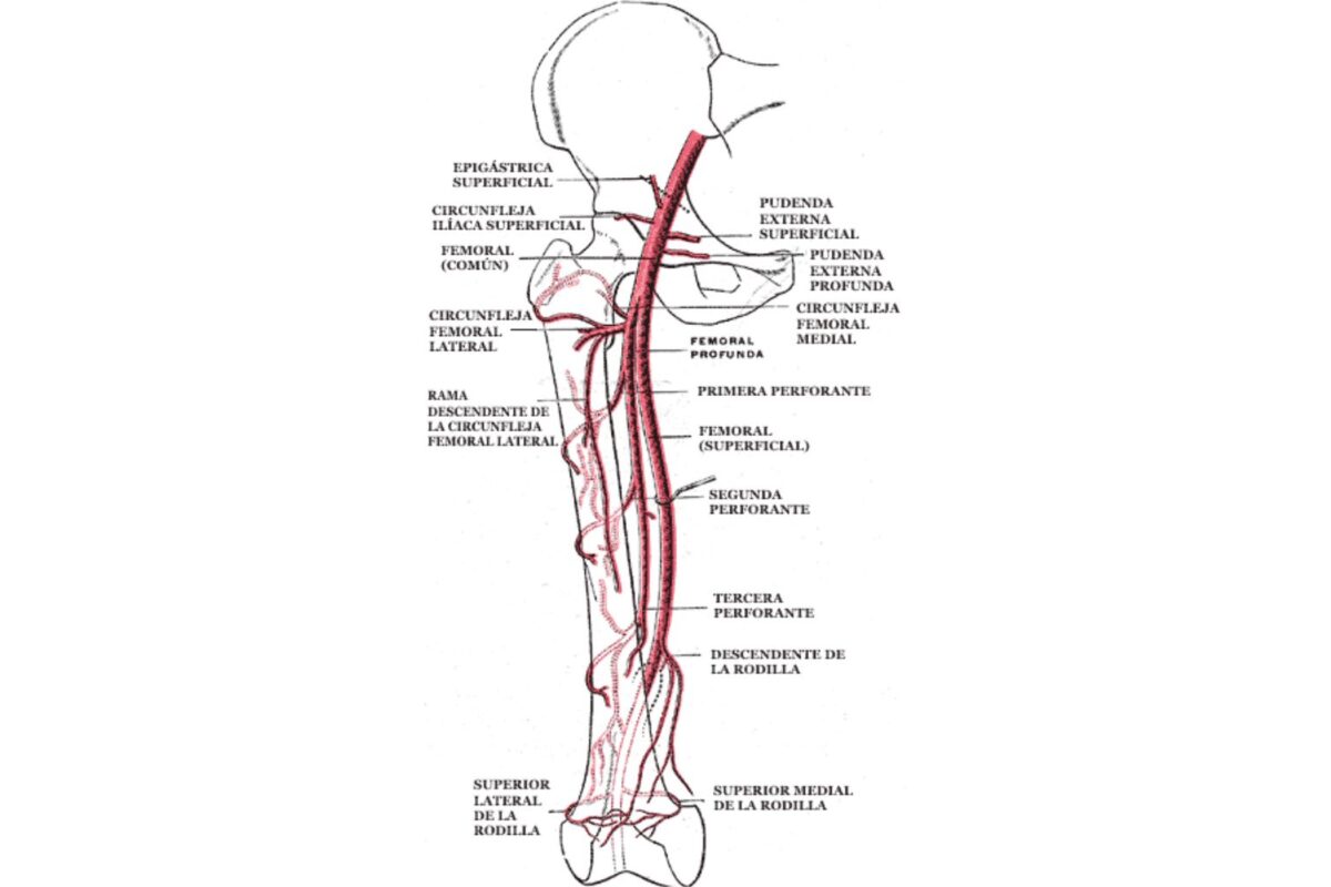 Arteria femoral profunda: ramas circunflejas y perforantes