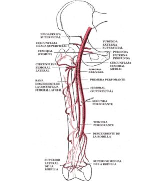 Arteria femoral profunda: ramas circunflejas y perforantes
