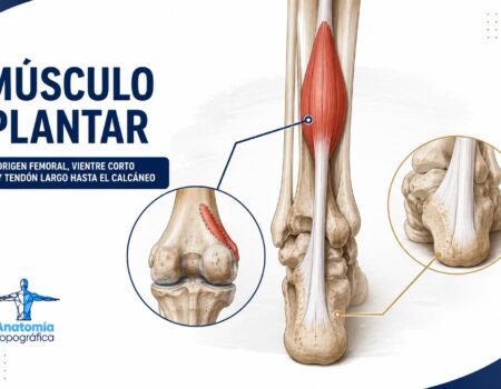 Músculo plantar: origen femoral, vientre corto y tendón largo hasta el calcáneo