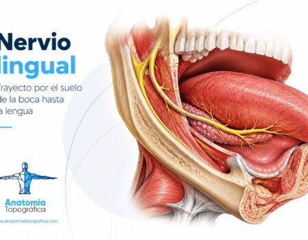 Nervio lingual: trayecto por el suelo de la boca hasta la lengua