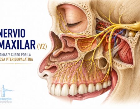Nervio maxilar (V2): ramas y curso por la fosa pterigopalatina